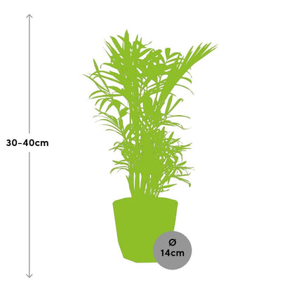 Kamerplant - Chamaedorea Elegans - Pot Ø 14cm