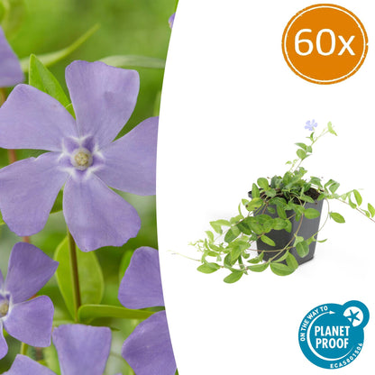 Buitenplant 60x Vinca minor 'La Grave' - Bloeiend - Pot Ø 9cm Hoogte ↕ 10-25cm