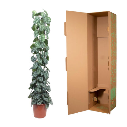 XL Kamerplant - Scindapsus Pictus Trebie Gaasrek - Pot Ø 27cm Hoogte ↕ 160cm