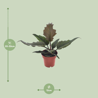 Kamerplant - Philodendron Caramel - Pot Ø 12cm Hoogte ↕ 25cm
