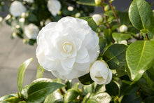 Buitenplant - Camellia japonica 'Nuccio's Gem' - Bloeiend - Pot Ø 19cm Hoogte ↕ 65cm