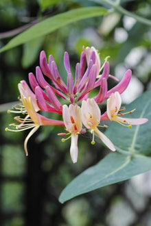 Buitenplant - Lonicera periclymenum 'Belgica' - Bloeiend - Pot Ø 15cm Hoogte ↕ 65cm
