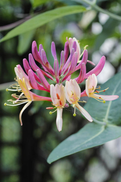 Buitenplant - Lonicera periclymenum 'Belgica' - Bloeiend - Pot Ø 15cm Hoogte ↕ 65cm
