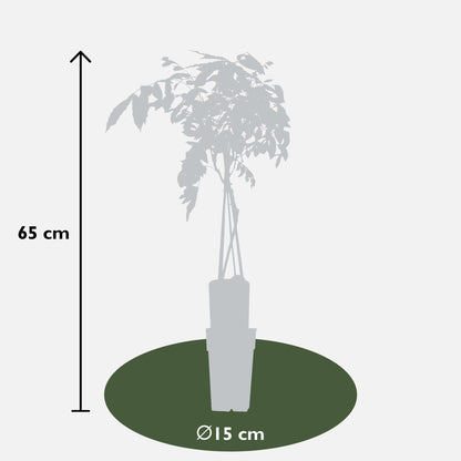 Buitenplant - Wisteria sinensis 'Prolific' - Blauwe Regen - Pot Ø 15cm Hoogte ↕ 65cm