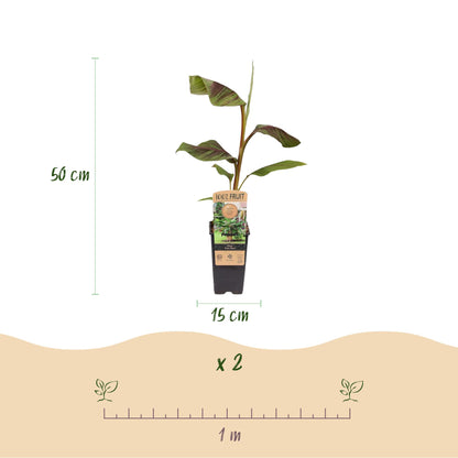Buitenplant - Musa Ever Red (Japanse vezelbanaan) - Winterhard - Pot Ø 15cm Hoogte ↕ 50cm
