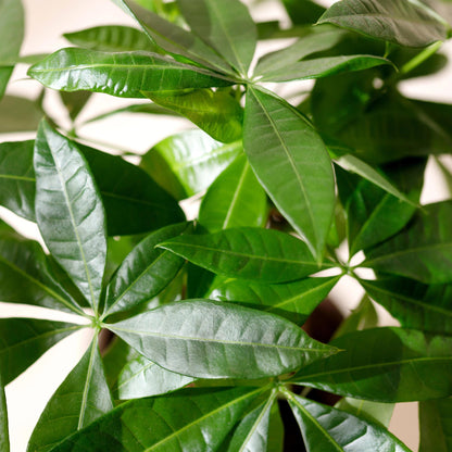 Green BoutiQ - Green is... Kamerplanten - Pachira Aquatica gevlochten stam - Geldboom - Weinig onderhoud - met mand - Groen - 1 Plant - Pot 17cm - Hoogte 60-70cm