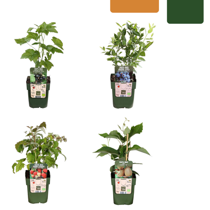 Buitenplant - "Zomervruchten" BIO Fruitplanten mix - Set van 4 soorten