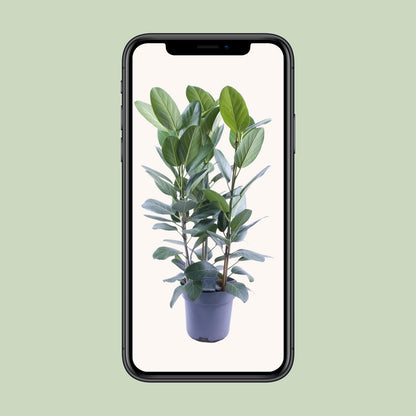 Kamerplant - Ficus Audrey Toef 3 stekken - Luchtzuiverend - Pot Ø 27cm Hoogte ↕ 105cm
