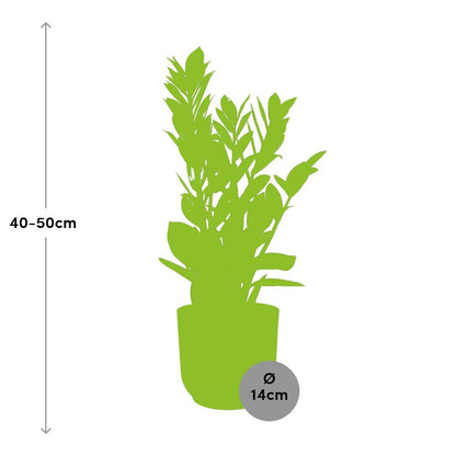 Kamerplant - Zamioculcas - Pot Ø 14cm Hoogte ↕ 45-50cm