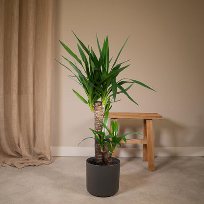 Kamerplant - Yucca Elephantipes - Pot Ø 17cm Hoogte ↕ 85cm