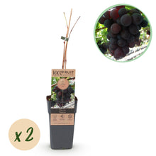 Buitenplant 2x Vitis vinifera Vanessa - Paarse Druif Pitloos - Pot Ø 15cm Hoogte ↕ 50cm