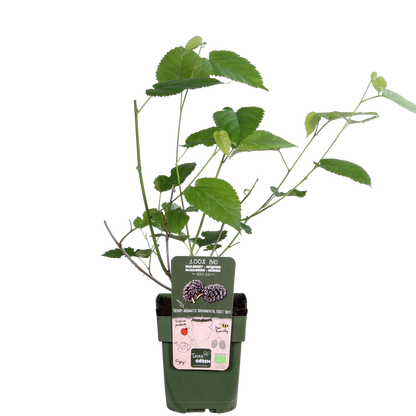 Buitenplant - Morus nigra 'Mulle' - Pot Ø 13cm Hoogte ↕ 45cm