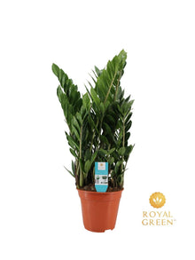 Kamerplant - Zamioculcas Zamiifolia - Pot Ø 21cm Hoogte ↕ 75cm