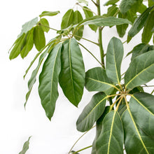 XL Kamerplant - Schefflera Amate - Pot Ø 45cm Hoogte ↕ 230cm