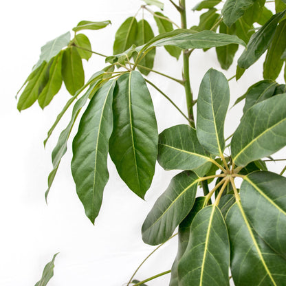 XL Kamerplant - Schefflera Amate - Pot Ø 45cm Hoogte ↕ 230cm