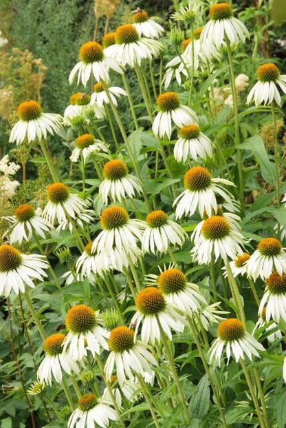 Buitenplant 48x Echinacea purpurea 'White Swan' - Bloeiend - Pot Ø 9cm Hoogte ↕ 10-25cm