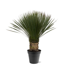Buitenplant - Yucca Rostrata - Pot Ø 38cm Hoogte ↕ 80-100cm