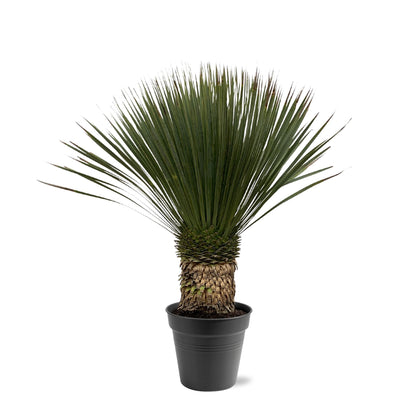 Buitenplant - Yucca Rostrata - Pot Ø 38cm Hoogte ↕ 80-100cm