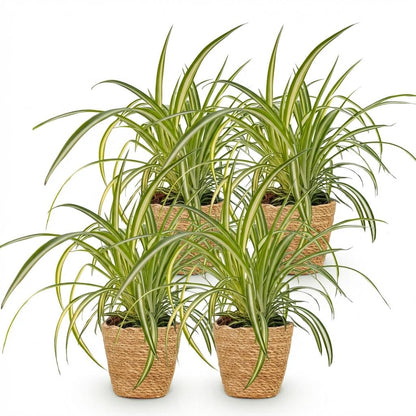 Kamerplant 4x Chlorophytum comosum Variegatum - Pot Ø 12cm Hoogte ↕ 20cm