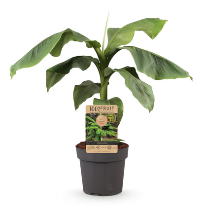 Buitenplant - Musa Basjoo Japanse vezelbanaan - Winterhard - Pot Ø 21cm Hoogte ↕ 70-90cm