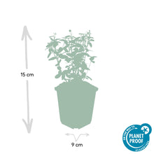 Buitenplant 12x Euonymus fortunei radicans - Pot Ø 9cm Hoogte ↕ 10-25cm