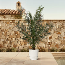 XL plant - Phoenix Canariensis - Pot Ø 24cm Hoogte ↕ 180cm