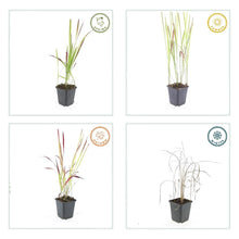 Buitenplant 60x Imperata cylindrica 'Red Baron' - Siergrас - Pot Ø 9cm Hoogte ↕ 10-25cm