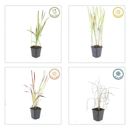 Buitenplant 60x Imperata cylindrica 'Red Baron' - Siergrас - Pot Ø 9cm Hoogte ↕ 10-25cm