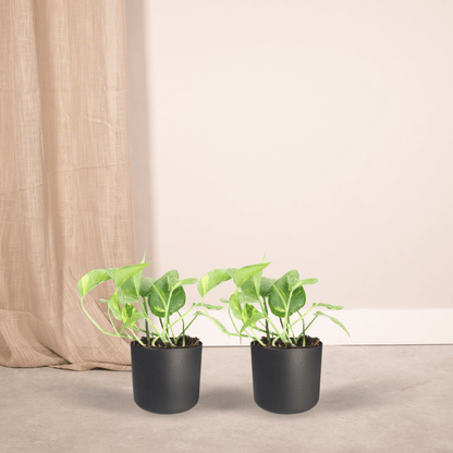 Kamerplant 2x Epipremnum Aureum - Pot Ø 12cm Hoogte ↕ 20cm