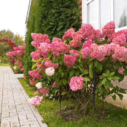 Buitenplant - Hydrangea panniculata 'Vanille Fraise' - Bloeiend - Pot Ø 17cm Hoogte ↕ 50cm