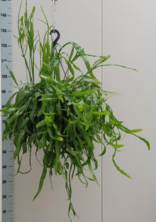 Kamerplant - Rhipsalis Ramaloris - Pot Ø 25cm Hoogte ↕ 50cm