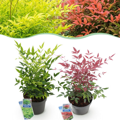 Buitenplant 2x Nandina Duo - Groenblijvend - Pot Ø 17cm Hoogte ↕ 45cm