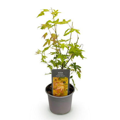 Buitenplant - Acer palmatum 'Orange Dream' - Bladverliezend - Pot Ø 12cm Hoogte ↕ 35cm