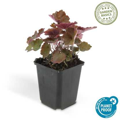 Buitenplant 12x Heuchera mic. 'Palace Purple' - Pot Ø 9cm Hoogte ↕ 10-25cm