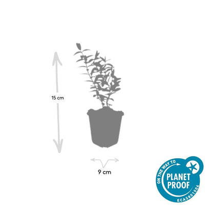 Buitenplant 12x Hypericum 'Hidcote' - Bloeiend - Pot Ø 9cm Hoogte ↕ 10-25cm