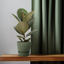Kamerplant - Ficus Elastica Robusta - Hoogte ↕ 35-95cm