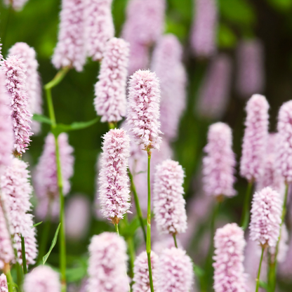 48x Persicaria bistorta - ↕10-25cm - Ø9cm
