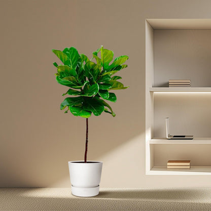 XL Kamerplant - Ficus Lyrata op stam - Pot Ø 24cm Hoogte ↕ 130cm