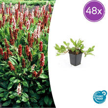 Buitenplant 48x Persicaria aff. 'Darjeeling Red' - Bloeiend - Pot Ø 9cm Hoogte ↕ 10-25cm