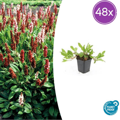Buitenplant 48x Persicaria aff. 'Darjeeling Red' - Bloeiend - Pot Ø 9cm Hoogte ↕ 10-25cm