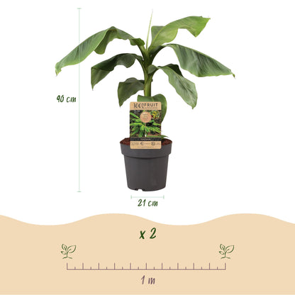 Buitenplant - Musa Basjoo Japanse vezelbanaan - Winterhard - Pot Ø 21cm Hoogte ↕ 70-90cm