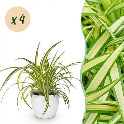 Kamerplant 4x Chlorophytum comosum Variegatum - Bonte Graslelie - Pot Ø 12cm Hoogte ↕ 20cm