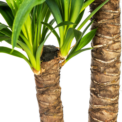 Kamerplant - Yucca Elephantipes - Pot Ø 19cm Hoogte ↕ 70-90cm