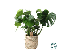 Kamerplant - Monstera Deliciosa in Mand - Pot Ø 21cm Hoogte ↕ 60cm