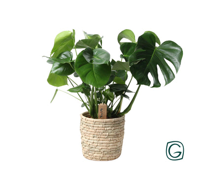 Kamerplant - Monstera Deliciosa in Mand - Pot Ø 21cm Hoogte ↕ 60cm