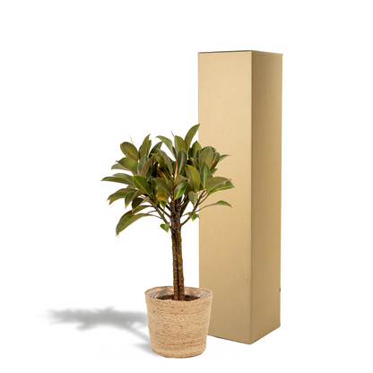Kamerplant - Ficus elastica Melany stam - Inclusief siermand - Pot Ø 21cm Hoogte ↕ 90cm