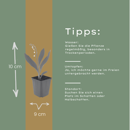Buitenplant 12x Convallaria majalis - Bloeiend - Pot Ø 9cm Hoogte ↕ 10-25cm