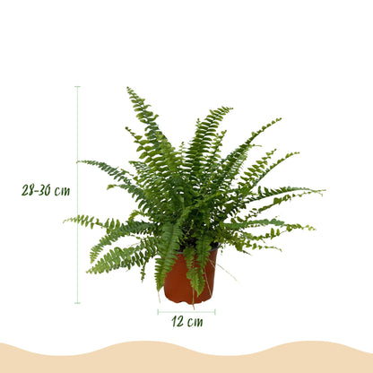 Green boutiQ - Kamerplant - Nephrolepsis exaltata Green Lady - Varen - Huisdiervriendelijke Plant - Groen - 1 Plant - Pot 12cm - Hoogte 25cm