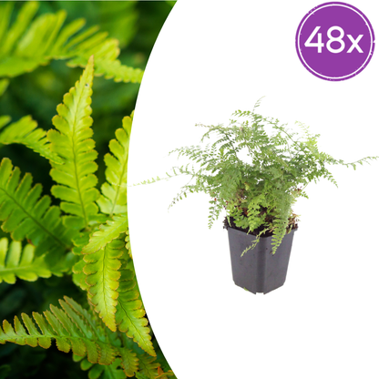 48x Polystichum set. 'Herrenhausen'- ↕10-25cm - Ø9cm