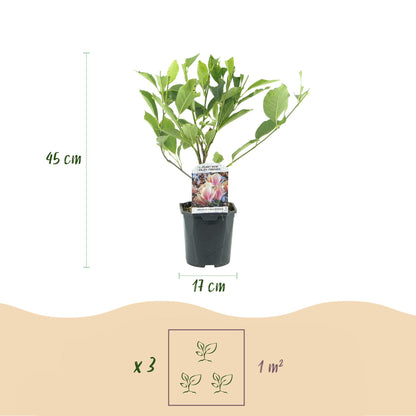 Buitenplant - Magnolia Soulangiana - Bloeiend - Pot Ø 17cm Hoogte ↕ 45cm